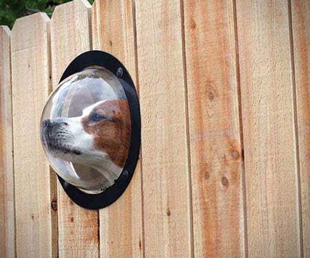 Dog Fence Window