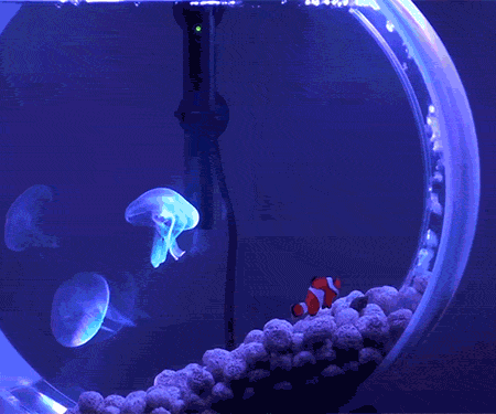 Mini Jelly Fish Tank