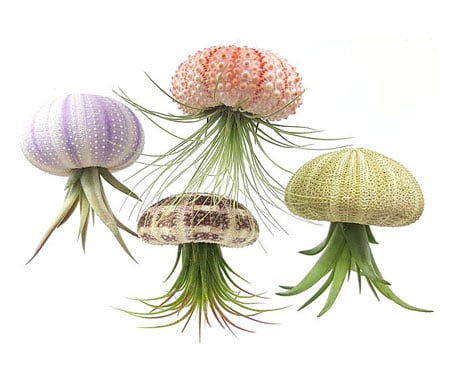 Sea Urchin Air Plants